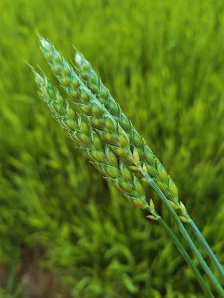 Fresh green wheat field during summer day. — Stock Photo, Image