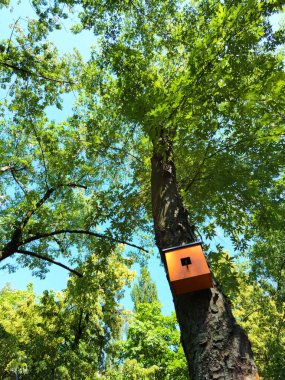 Odaklanamayan ağaçların ve güneş ışınlarının arka planına sahip ahşap bir kuş evi..