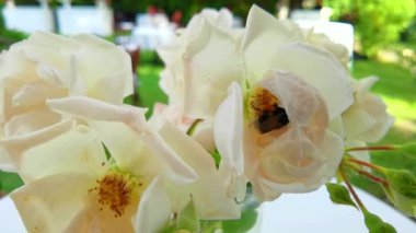 Bal arısı çiçeklerden polen topluyor.