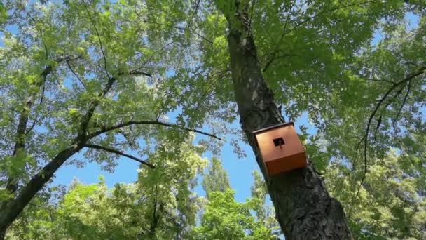 Uma casa de pássaros de madeira com um fundo de árvores desfocadas e raios de sol — Vídeo de Stock