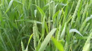 Olgunlaşmış çayır buğday tarlaları. Zengin hasat konsepti. Yavaş çekim buğday tarlası. Yeşil buğday kulakları yakında. Güzel Doğa, Kırsal Manzara.