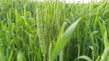 Olgunlaşmış çayır buğday tarlaları. Zengin hasat konsepti. Yavaş çekim buğday tarlası. Yeşil buğday kulakları yakında. Güzel Doğa, Kırsal Manzara.