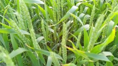 Olgunlaşmış çayır buğday tarlaları. Zengin hasat konsepti. Yavaş çekim buğday tarlası. Yeşil buğday kulakları yakında. Güzel Doğa, Kırsal Manzara.