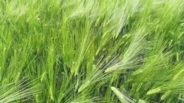Yeşil sanayi için güzel bir yaz arpası ve buğday tarlası. Arpa dikenleri rüzgarda sallanıyor.