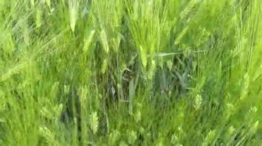 Yeşil Arpa Tarlası doğal arka plan için rüzgarda hareket ediyor,