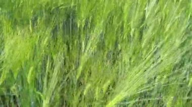 Yeşil sanayi için güzel bir yaz arpası ve buğday tarlası. Arpa dikenleri rüzgarda sallanıyor.