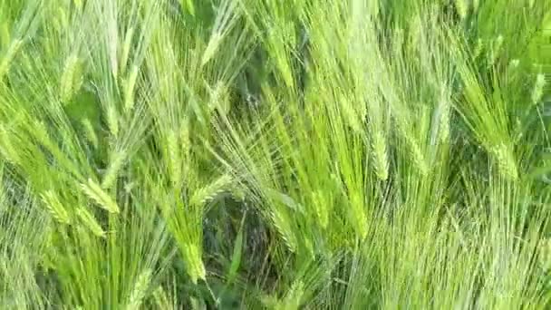 Campo verde de cevada de centeio de verão bonita e trigo para a indústria verde. espiguetas de cevada balançam no vento. — Vídeo de Stock