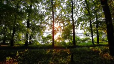 Ormanda güzel bir yaz sabahı. Güneş ışınları muhteşem yeşil ağacın yapraklarını delip geçer. Sihirli yaz ormanı