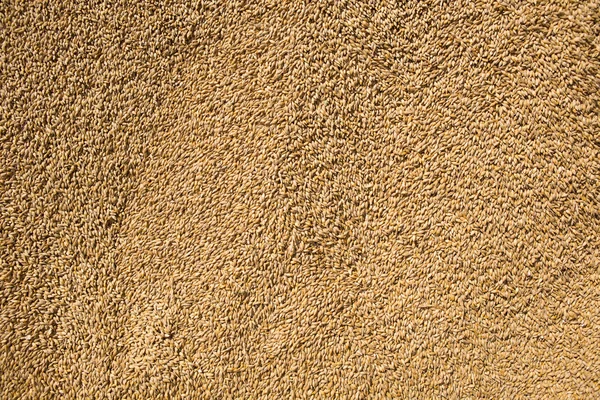 Wheat grains as agricultural background. — Stock Photo, Image