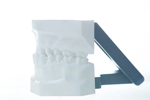 歯列模型 — ストック写真