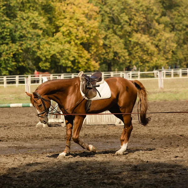 붉은 말의 초상화 — 스톡 사진