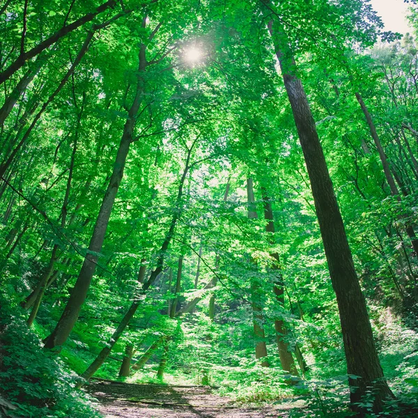 Güneş ışığı yeşil orman ağaçlarında — Stok fotoğraf