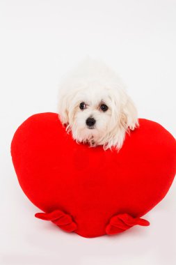 Bichon yavru köpek Studio