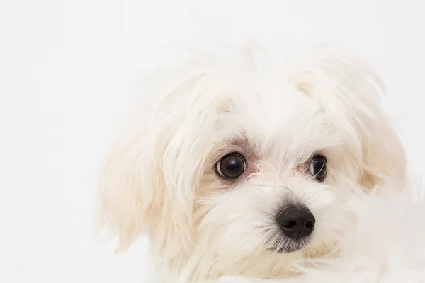 Maltese puppy — Stock Photo, Image