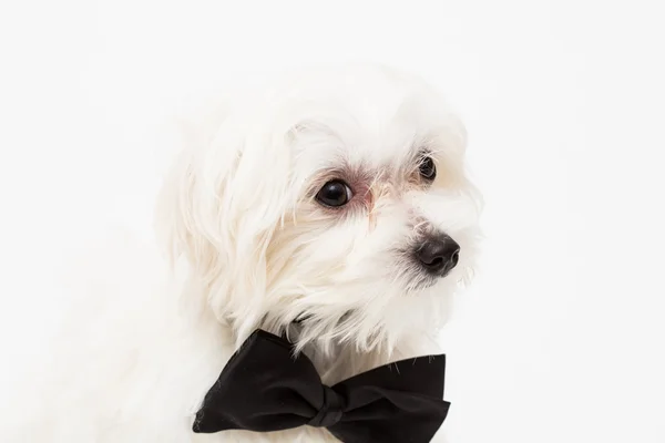 Cane maltese bianco — Foto Stock