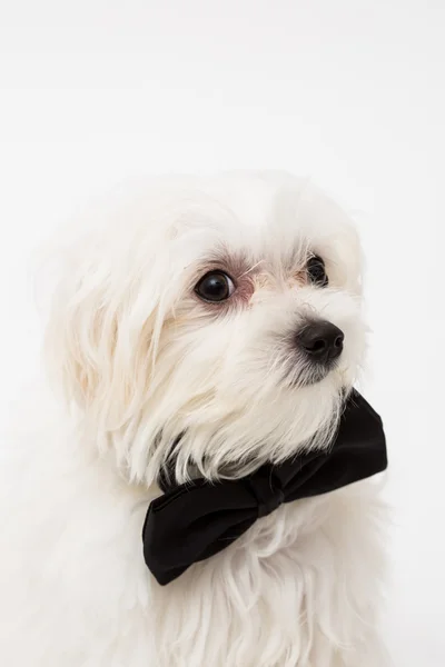 White Maltese dog — Stock Photo, Image