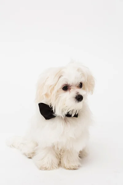 Cane maltese bianco — Foto Stock