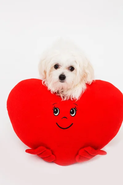 Cão de cachorro Bichon no estúdio — Fotografia de Stock