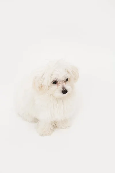 Cucciolo maltese — Foto Stock