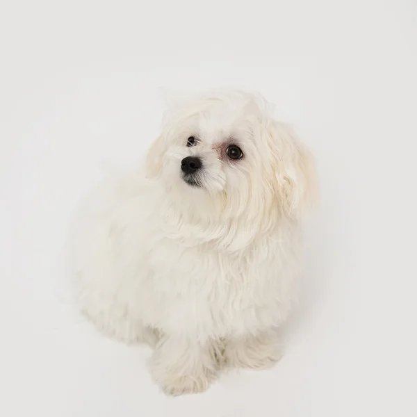 Maltees pup — Stockfoto