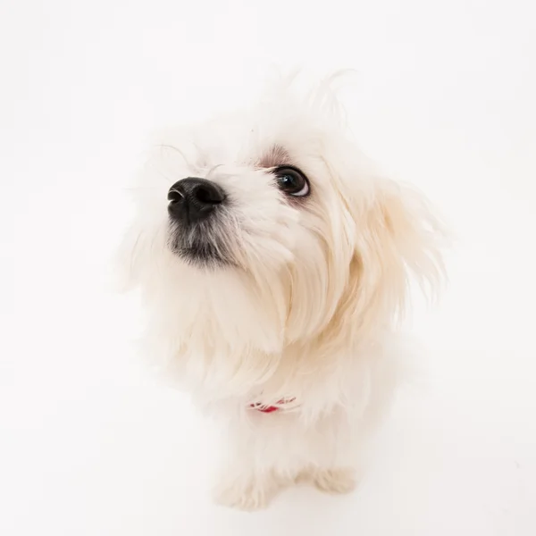 Maltees pup — Stockfoto