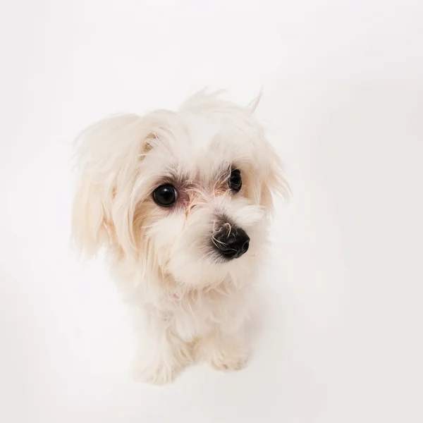 Cucciolo maltese — Foto Stock