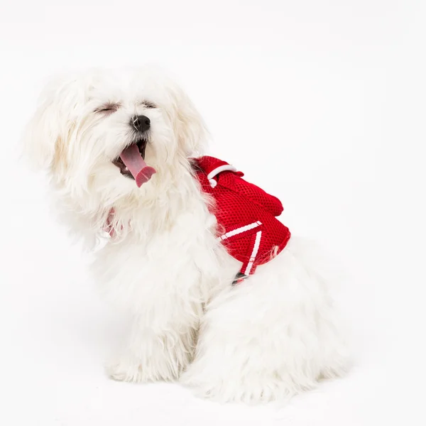 Cachorro maltés — Foto de Stock