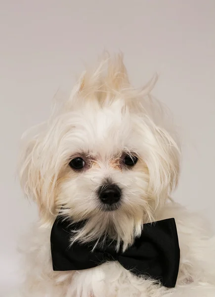 Cane maltese bianco — Foto Stock