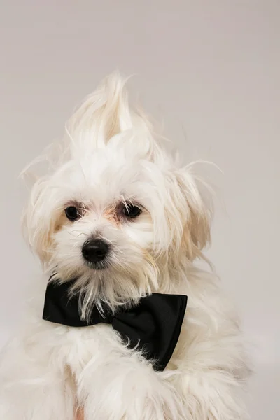 Cane maltese bianco — Foto Stock