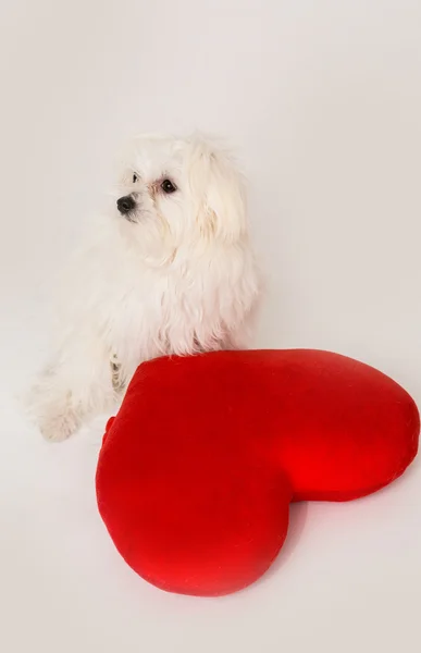 Cão de cachorro Bichon no estúdio — Fotografia de Stock