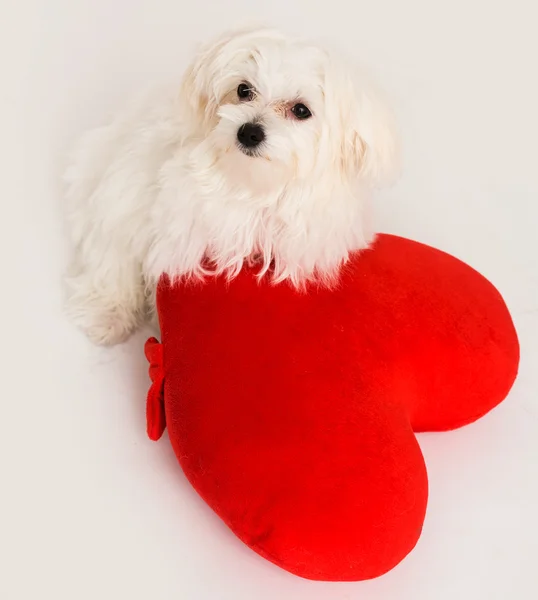 Bichon puppy hondje in studio — Stockfoto