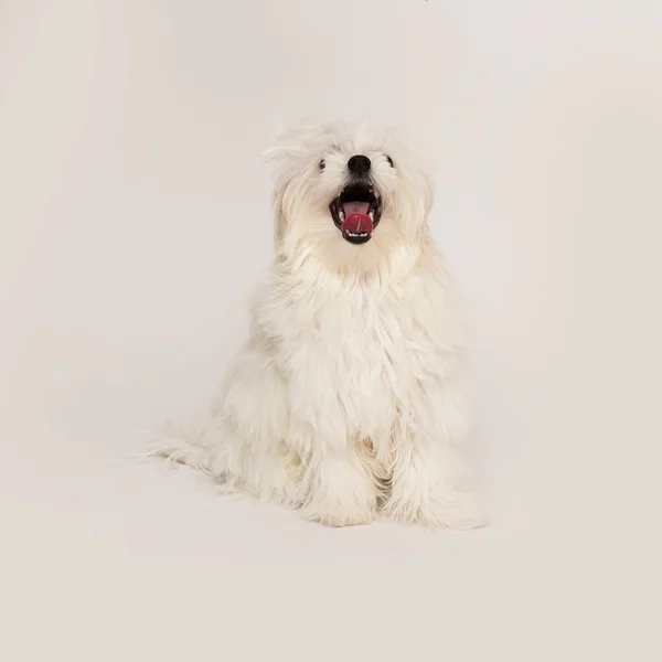 Cucciolo maltese — Foto Stock