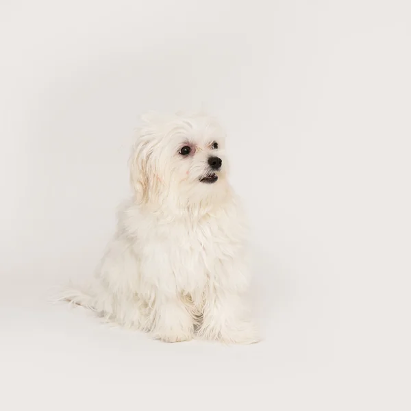 Cãozinho maltês — Fotografia de Stock