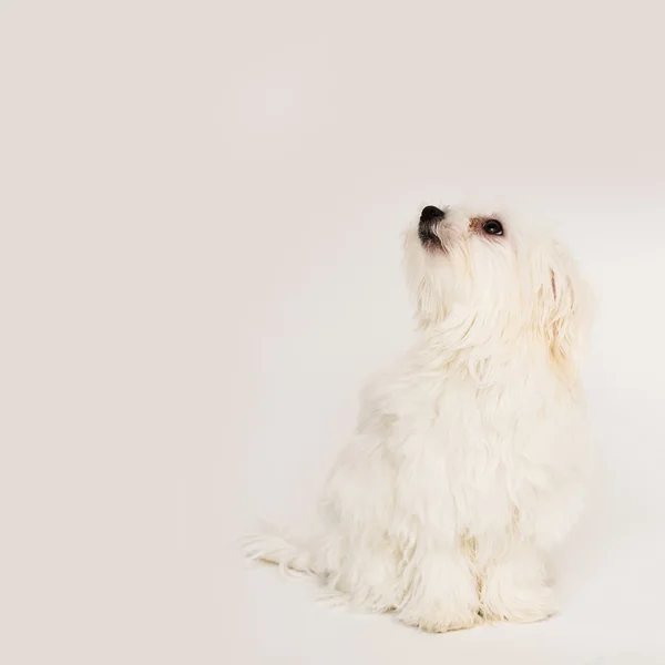 Cãozinho maltês — Fotografia de Stock