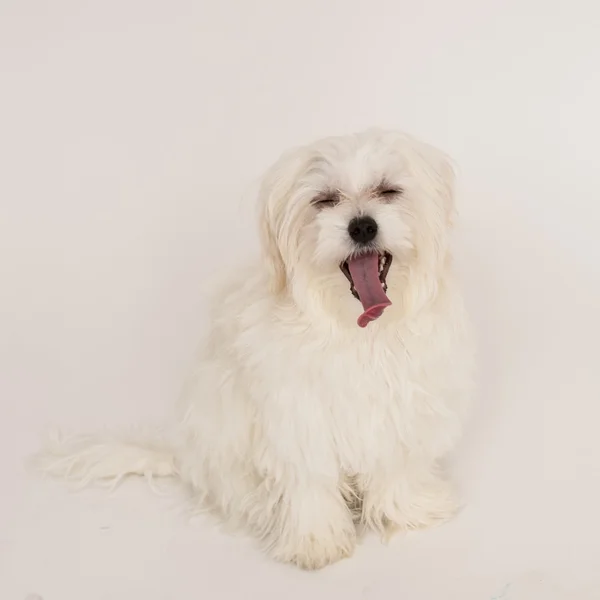 Maltees pup — Stockfoto