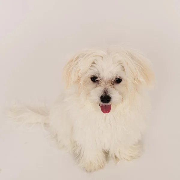 Maltees pup — Stockfoto
