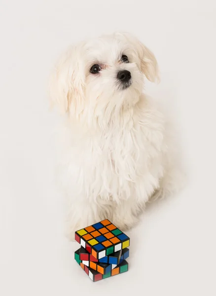 Maltese puppy, — Stock Photo, Image