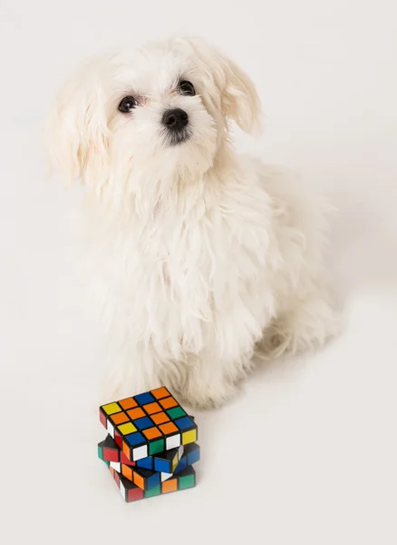 Maltese puppy, — Stock Photo, Image