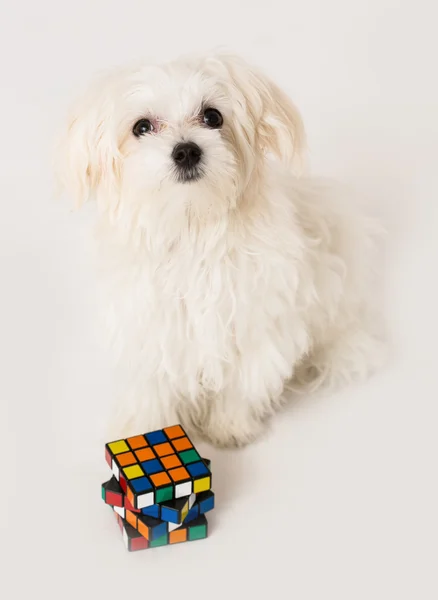 Maltese puppy, — Stock Photo, Image