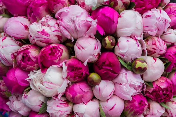 Boeket van roze pioen. Bloemmotief. — Stockfoto