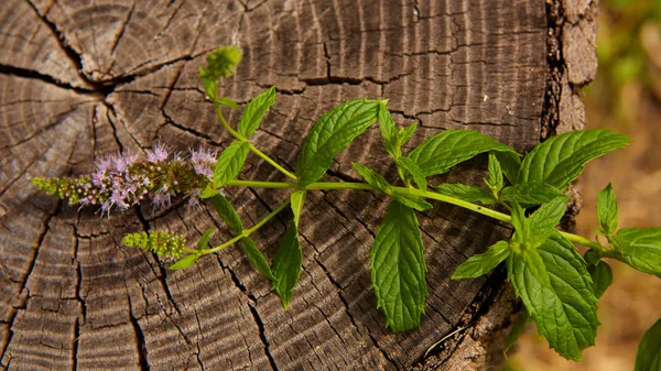 Peppermint on wooden table — Stock Photo, Image