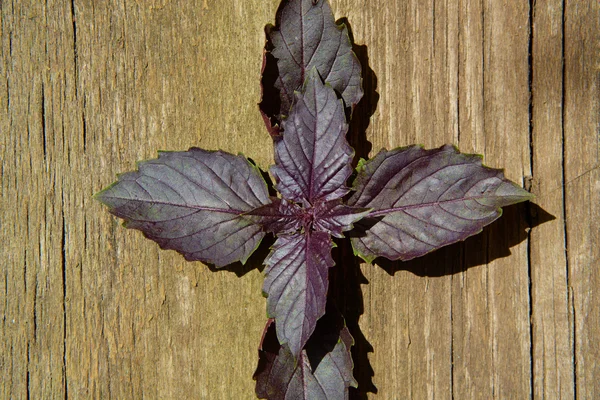 Red basil leaves on wooden background. — Stock Photo, Image