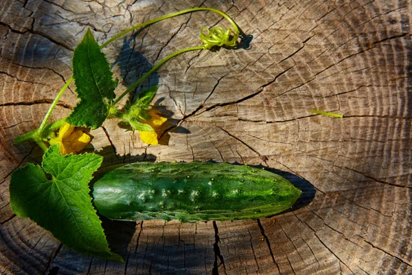 Pepino verde fresco — Foto de Stock
