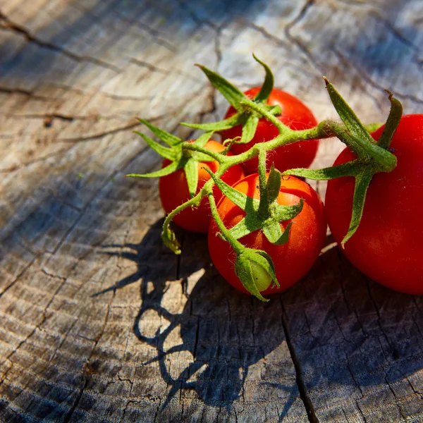新鮮な有機トマト — ストック写真