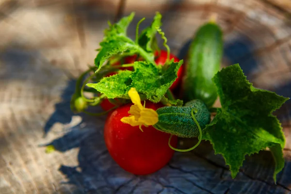 有機きゅうりとトマトの健康的な食事の概念 — ストック写真