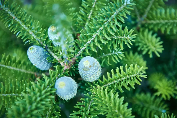 Young shoots of pine trees in the forest — Stock Photo, Image