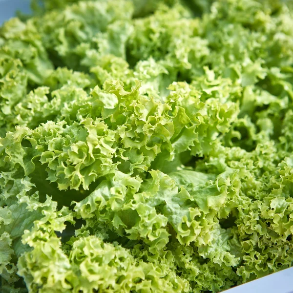 Taze yeşil marul salatası yakın plan. — Stok fotoğraf