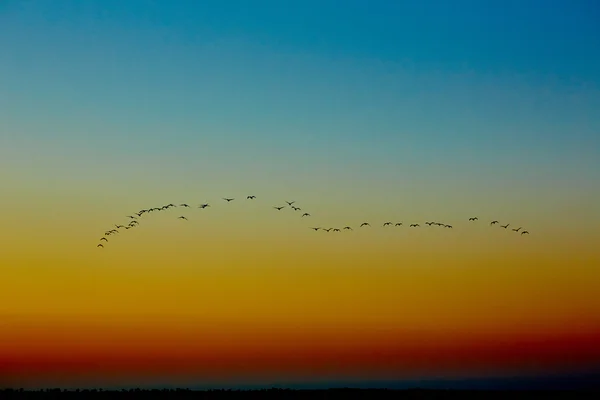 Aves voadoras de silhueta — Fotografia de Stock