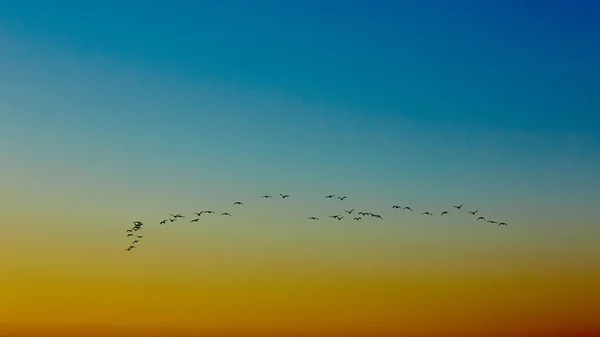 Silhouette flygande fåglar — Stockfoto
