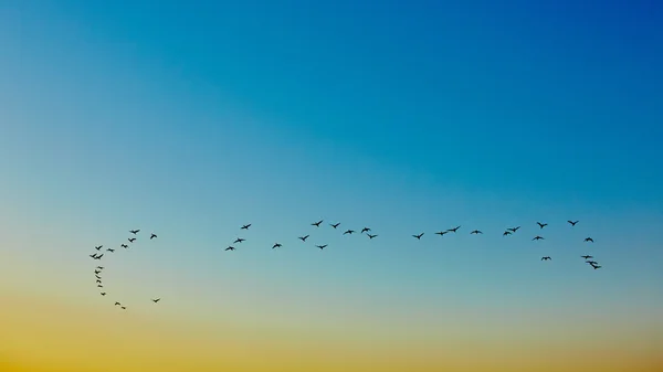 Silhouette fliegender Vögel — Stockfoto